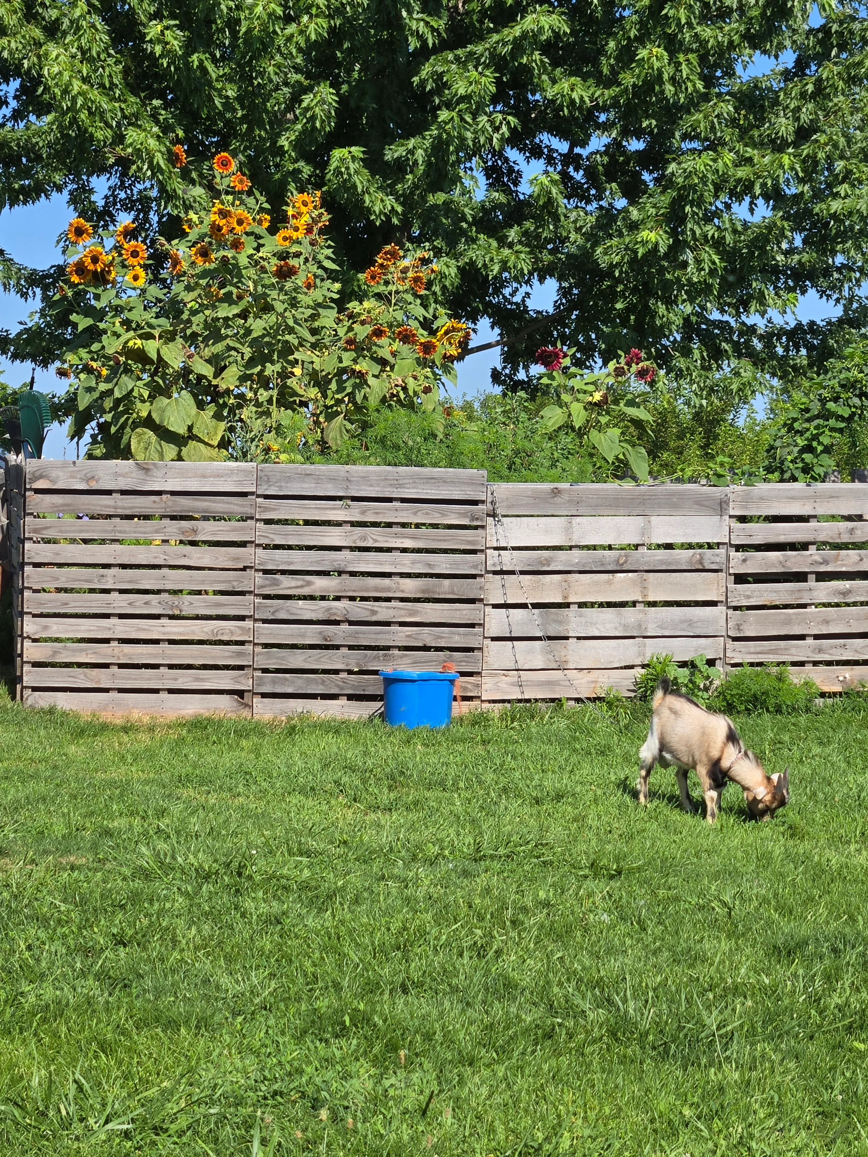 Gilliland Homestead banner